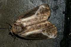 Stenoloba jankowskii