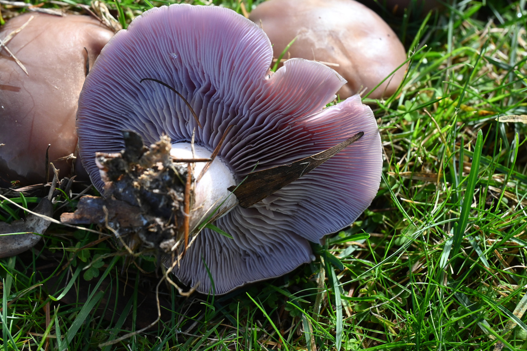 Collybia nuda · June 2025 · photo: © jon_sullivan (iNaturalist, cc-by)