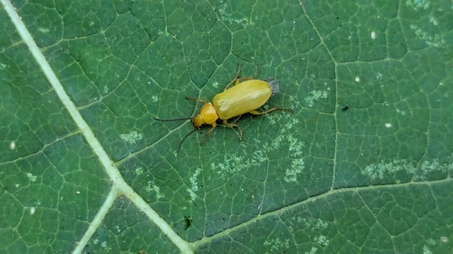 Sulphur Beetle, 2235 Valkenburg, Nederland, photo 9 of 10