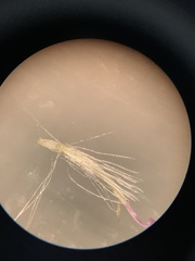 Symphyotrichum expansum