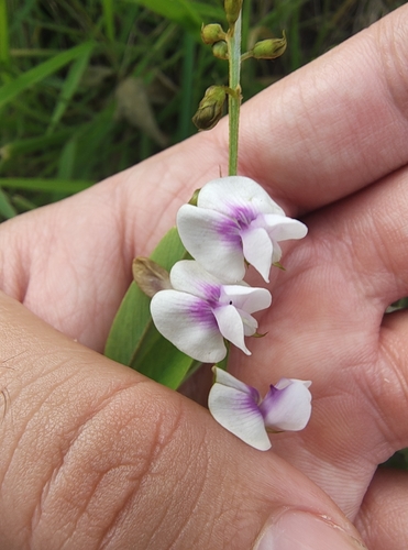 South African hoarypea (Tephrosia noctiflora)