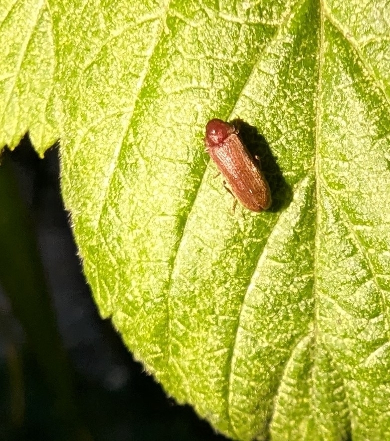 Oligomerus brunneus