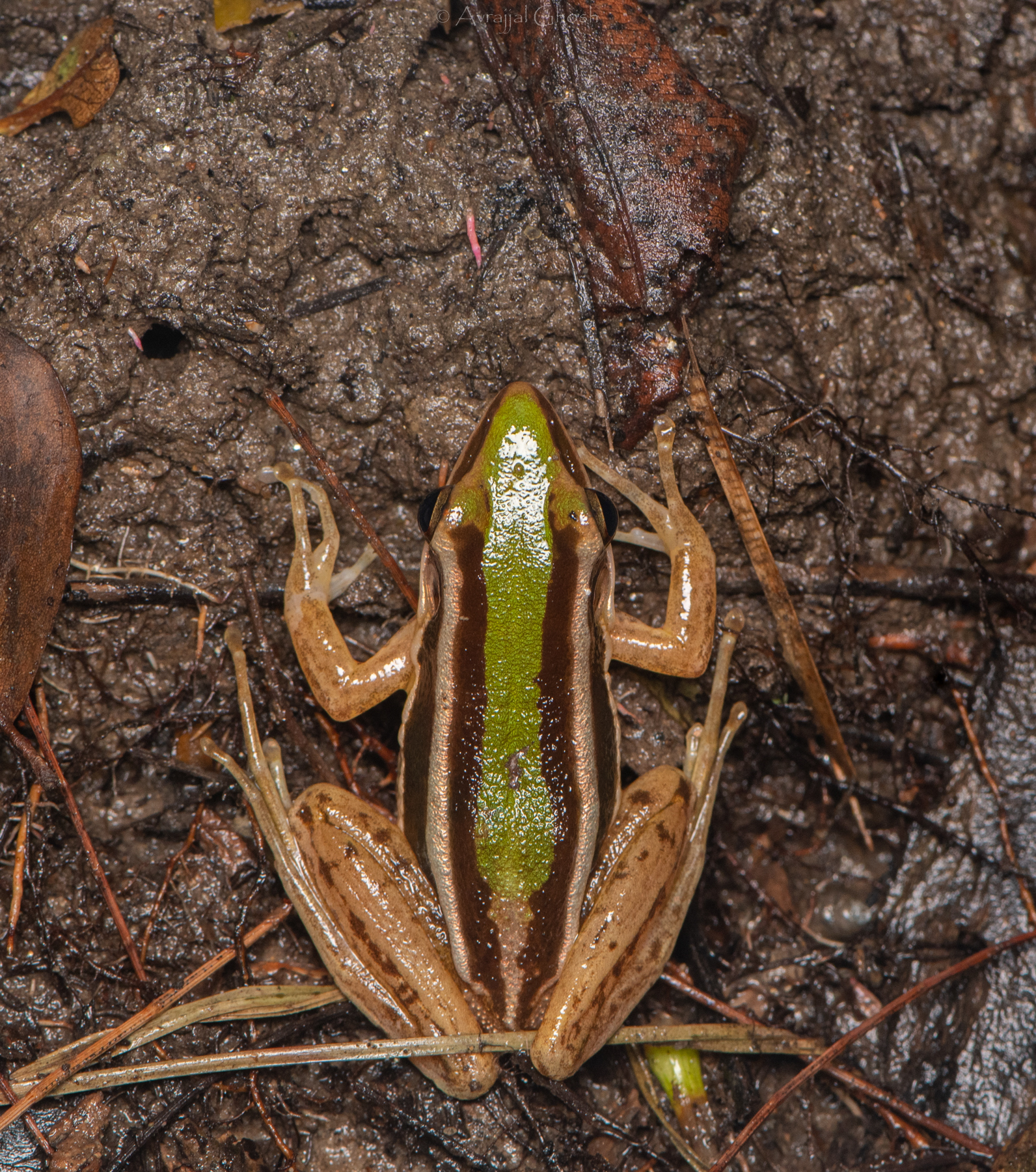 Yellow-Striped Copper-Back Frog