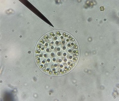 Pleodorina