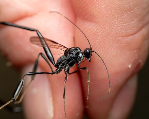 American Pelecinid Wasp photo 5