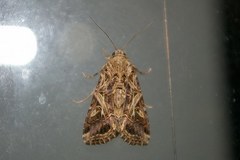 Spodoptera litura