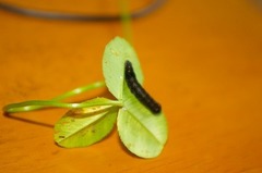 Spodoptera litura