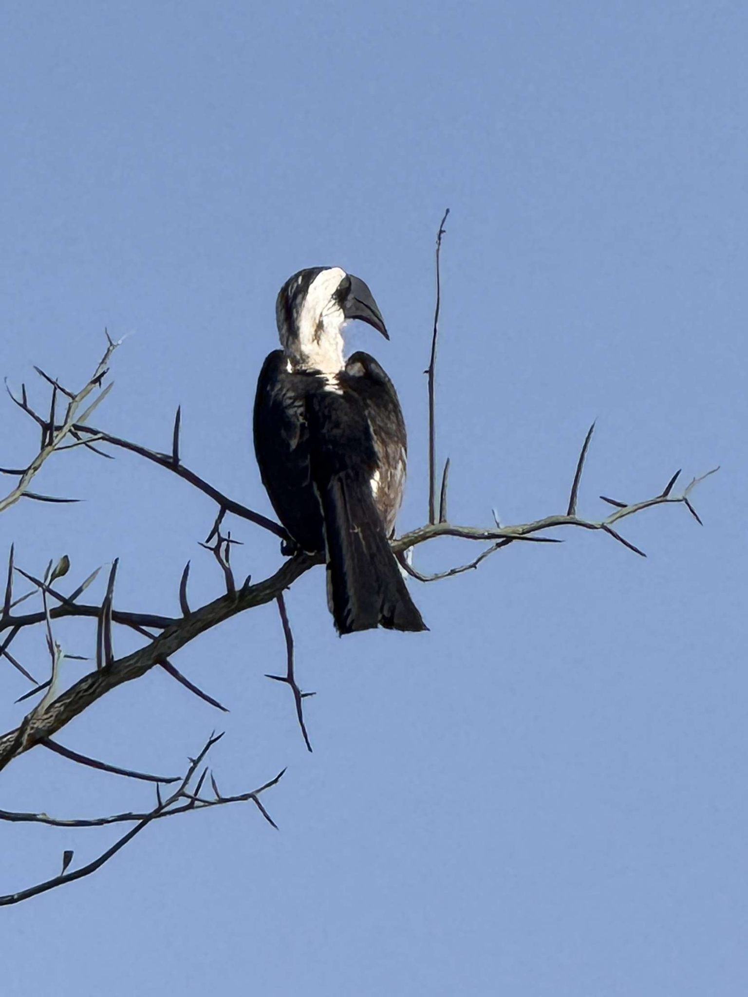 Von der Decken's Hornbill illustration