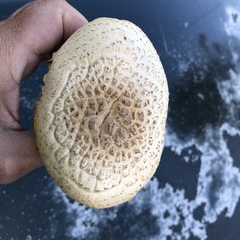 Agaricineae
