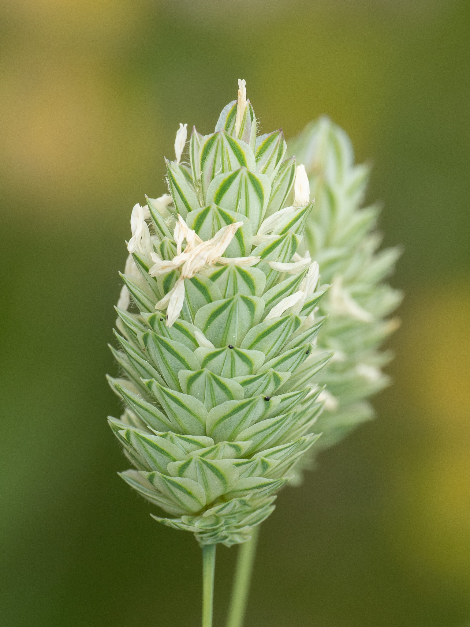 canary grass (Phalaris canariensis)  iNaturalist