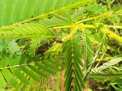 Hoshihananomia octopunctata