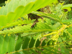 Hoshihananomia octopunctata