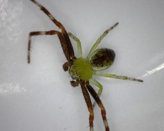 Australomisidia pilula