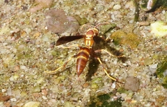 Polistes arizonensis