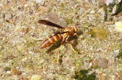 Polistes arizonensis