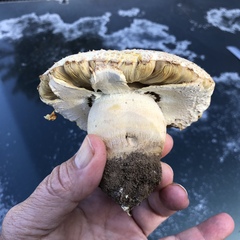 Agaricineae