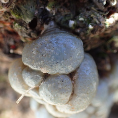 Eudistoma elongatum
