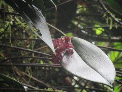 Pleurothallis lindenii