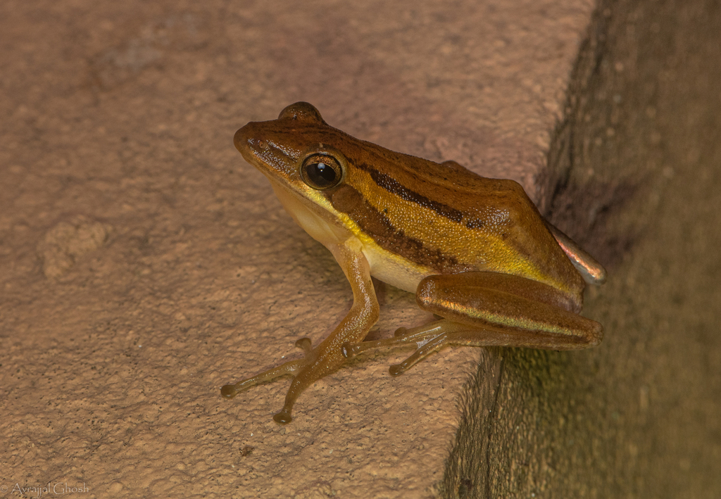 Bengal Whipping Frog