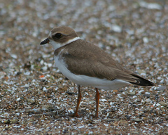 Charadrius semipalmatus