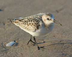 Calidris alba