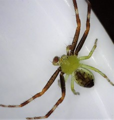 Australomisidia pilula