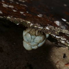 Eudistoma elongatum