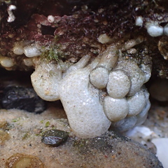 Eudistoma elongatum