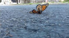 Danaus plexippus