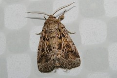 Spodoptera depravata