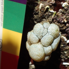 Eudistoma elongatum