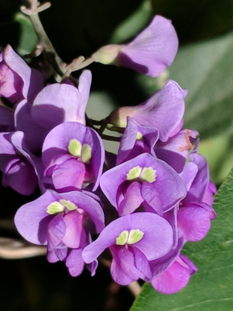 Hardenbergia violacea, Health Sciences, Bedford Park SA 5042, Australia