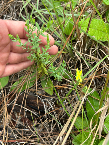 St. Andrew's cross (Hypericum hypericoides)