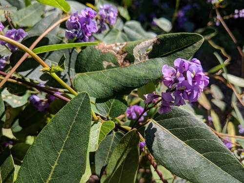 Hardenbergia violacea
