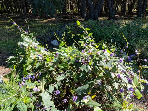 Hardenbergia violacea