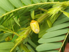 Piezodorus guildinii