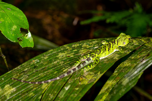 Broad-headed woodlizard, Enyalioides laticeps