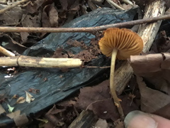 Agaricales