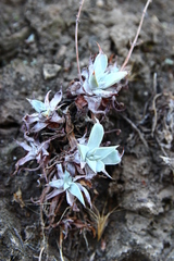 Dudleya verityi