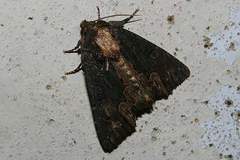 Dypterygia caliginosa