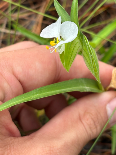 Commelina erecta