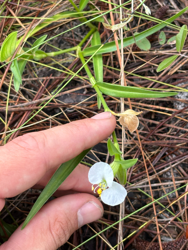 Commelina erecta
