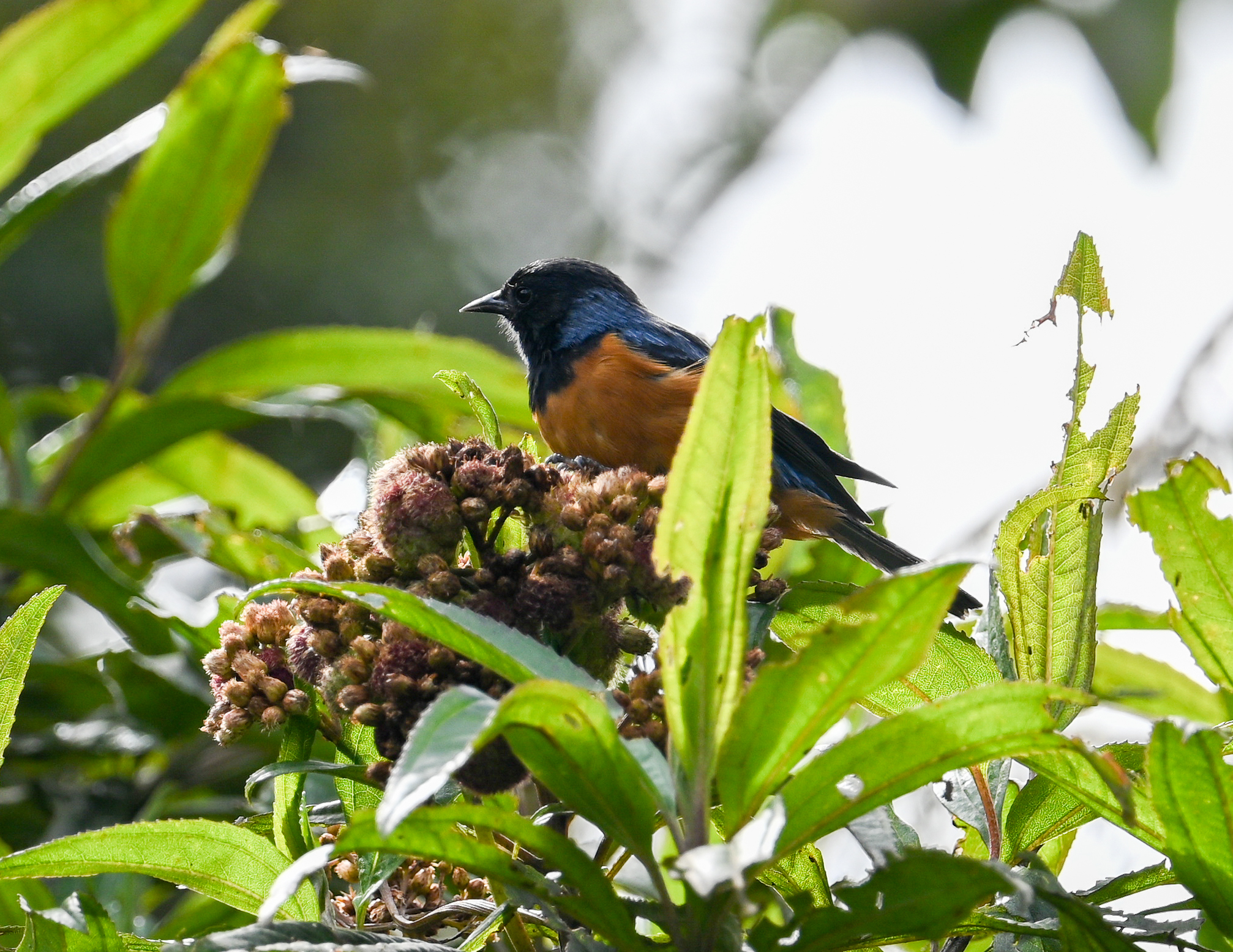 Blue-backed Conebill (Conirostrum sitticolor), photo 2