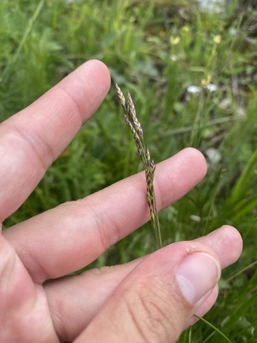 Various-leaved fescue (Festuca varia)