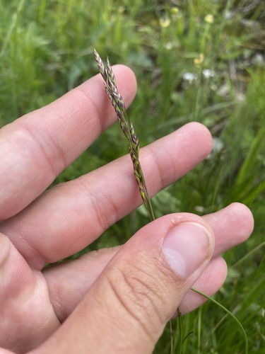Festuca varia, photograph 2