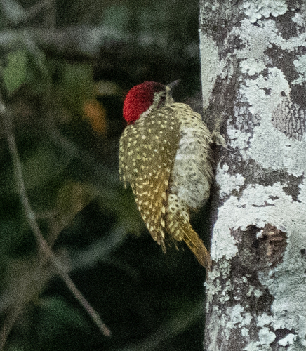 iNaturalist image