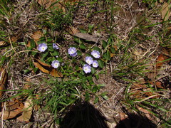 Evolvulus rotundifolius