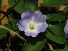 Evolvulus rotundifolius