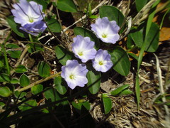 Evolvulus rotundifolius