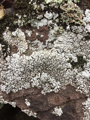 Lobothallia alphoplaca